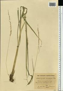 Calamagrostis arundinacea (L.) Roth, Eastern Europe, Moscow region (E4a) (Russia)