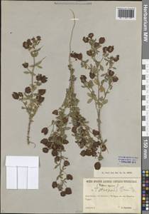 Trifolium aureum Pollich, Eastern Europe, North-Western region (E2) (Russia)