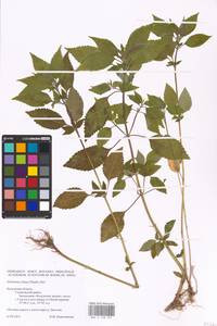 MHA 0 158 501, Elsholtzia ciliata (Thunb.) Hyl., Eastern Europe, Central region (E4) (Russia)
