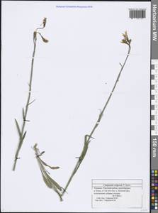 Campanula stevenii subsp. wolgensis (P.A.Smirn.) Fed., Eastern Europe, Middle Volga region (E8) (Russia)
