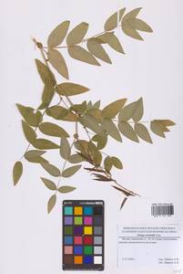 Galega orientalis Lam., Eastern Europe, Moscow region (E4a) (Russia)