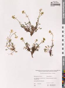 Smelowskia jacutica (Botsch. & Karav.) Al-Shehbaz & Warwick, Siberia, Chukotka & Kamchatka (S7) (Russia)