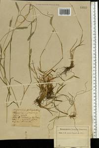 Alopecurus geniculatus L., Eastern Europe, North-Western region (E2) (Russia)