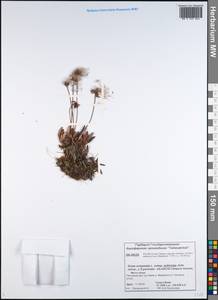 Dryas octopetala subsp. octopetala, Siberia, Central Siberia (S3) (Russia)
