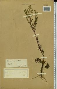 Artemisia pubescens Ledeb., Siberia, Baikal & Transbaikal region (S4) (Russia)