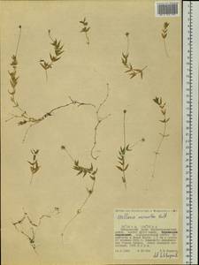 Stellaria longipes subsp. longipes, Siberia, Russian Far East (S6) (Russia)