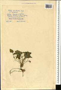 Viola somchetica C. Koch, Caucasus, Stavropol Krai, Karachay-Cherkessia & Kabardino-Balkaria (K1b) (Russia)