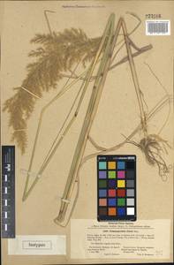 Calamagrostis pseudophragmites (Haller f.) Koeler, Middle Asia, Karakum (M6) (Turkmenistan)