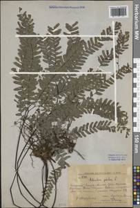 Adiantum pedatum L., Siberia, Russian Far East (S6) (Russia)