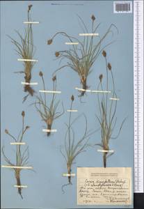 Carex stenophylla subsp. stenophylloides (V.I.Krecz.) T.V.Egorova, Middle Asia, Dzungarian Alatau & Tarbagatai (M5) (Kazakhstan)