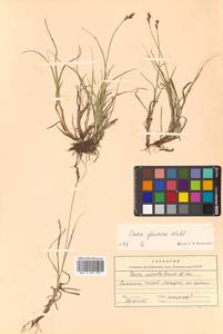 Carex glareosa Schkuhr ex Wahlenb., Siberia, Russian Far East (S6) (Russia)