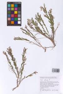 Polygala sibirica L., Eastern Europe, Eastern region (E10) (Russia)