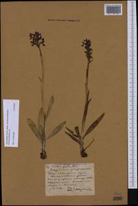 Anacamptis morio subsp. caucasica (K.Koch) H.Kretzschmar, Eccarius & H.Dietr., Caucasus, Stavropol Krai, Karachay-Cherkessia & Kabardino-Balkaria (K1b) (Russia)