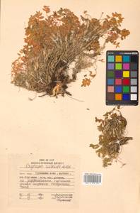 Oxytropis revoluta Ledeb., Siberia, Russian Far East (S6) (Russia)