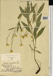 Bunias orientalis L., Eastern Europe, Central region (E4) (Russia)
