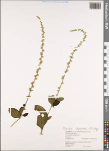 Pupalia lappacea (L.) A. Juss., Africa (AFR) (Zimbabwe)