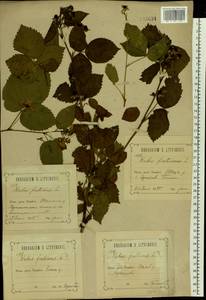 Rubus nessensis Hall, Eastern Europe, Central forest-and-steppe region (E6) (Russia)