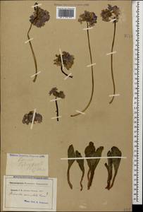 Primula auriculata Lam., Caucasus, Georgia (K4) (Georgia)