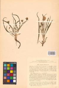 Gelasia tuberosa (Pall.) Zaika, Sukhor. & N. Kilian, Eastern Europe, Lower Volga region (E9) (Russia)