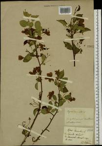 Malus baccata (L.) Borkh., Siberia, Baikal & Transbaikal region (S4) (Russia)