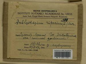 Brachythecium mildeanum (Schimp.) Schimp. ex Milde, Bryophytes, Bryophytes - Middle Russia (B6) (Russia)