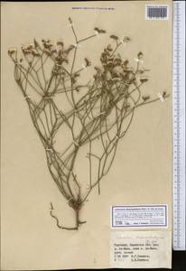 Limonium dichroanthum (Rupr.) Ikonn.-Gal. ex Lincz., Middle Asia, Northern & Central Tian Shan (M4) (Kyrgyzstan)