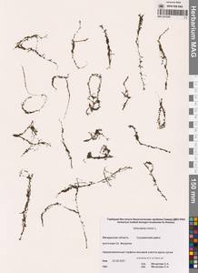 Utricularia minor L., Siberia, Chukotka & Kamchatka (S7) (Russia)