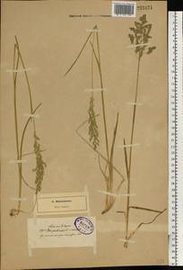 Poa pratensis L., Eastern Europe, North-Western region (E2) (Russia)