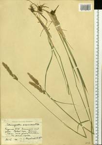 Calamagrostis purpurascens R.Br., Siberia, Yakutia (S5) (Russia)