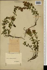 Teucrium chamaedrys L., Caucasus, Stavropol Krai, Karachay-Cherkessia & Kabardino-Balkaria (K1b) (Russia)