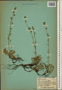 Artemisia splendens Willd., Caucasus, Armenia (K5) (Armenia)