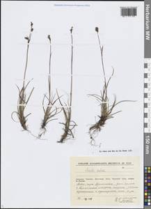 Luzula confusa Lindeb., Siberia, Chukotka & Kamchatka (S7) (Russia)