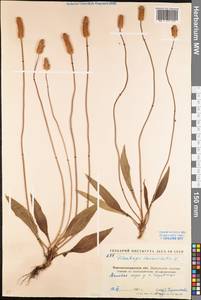 Plantago lanceolata L., Eastern Europe, North Ukrainian region (E11) (Ukraine)