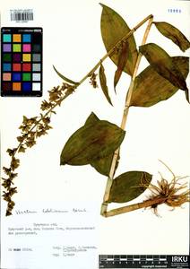 Veratrum lobelianum Bernh., Siberia, Baikal & Transbaikal region (S4) (Russia)