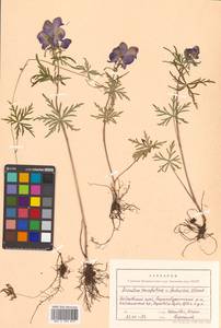 Aconitum karafutense subsp. baburinii (Vorosch.) Vorosch., Siberia, Russian Far East (S6) (Russia)