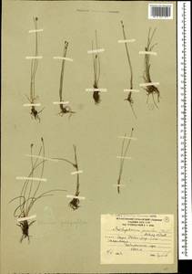 Trichophorum pumilum (Vahl) Schinz & Thell., Caucasus, South Ossetia (K4b) (South Ossetia)