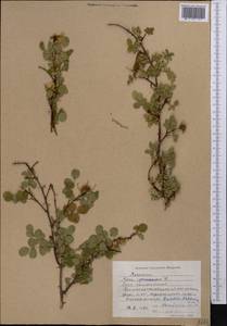 Rosa webbiana Wall., Middle Asia, Western Tian Shan & Karatau (M3) (Kyrgyzstan)