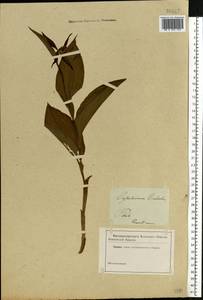 Cypripedium calceolus L., Eastern Europe, North-Western region (E2) (Russia)
