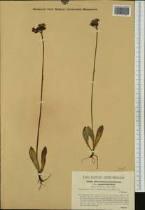 Pilosella aurantiaca, Western Europe (EUR) (Austria)