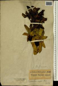 Leucadendron strobilinum (L.) Druce, Africa (AFR) (South Africa)