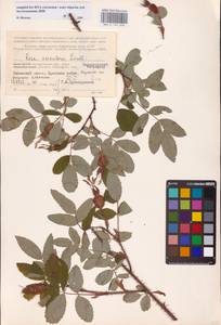Rosa acicularis Lindl., Eastern Europe, Northern region (E1) (Russia)
