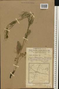Seseli strictum Ledeb., Siberia, Western Siberia (S1) (Russia)