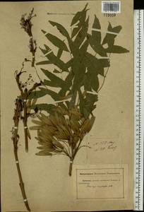 Fraxinus angustifolia subsp. oxycarpa (M.Bieb. ex Willd.) Franco & Rocha Afonso, Eastern Europe, Rostov Oblast (E12a) (Russia)
