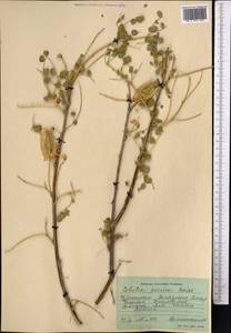 Colutea paulsenii subsp. orbiculata (Sumnev.)Yakovlev, Middle Asia, Pamir & Pamiro-Alai (M2) (Uzbekistan)