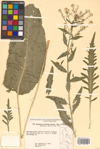 Armoracia rusticana G. Gaertn., B. Mey. & Scherb., Siberia, Russian Far East (S6) (Russia)