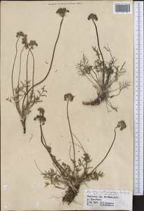 Lomatocarpa albomarginata (Schrenk) Pimenov & Lavrova, Middle Asia, Northern & Central Tian Shan (M4) (Kyrgyzstan)