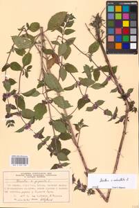 Mentha × verticillata L., Eastern Europe, Moscow region (E4a) (Russia)