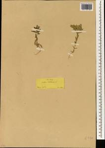 Cerastium dichotomum L., South Asia, South Asia (Asia outside ex-Soviet states and Mongolia) (ASIA) (Turkey)