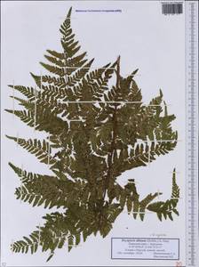 Dryopteris expansa (C.Presl) Fraser-Jenk. & Jermy, Eastern Europe, Eastern region (E10) (Russia)