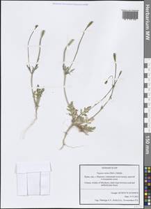 Roemeria minor (B.Boivin ex Bél.) Banfi, Bartolucci, J.-M.Tison & Galasso, Crimea (KRYM) (Russia)
